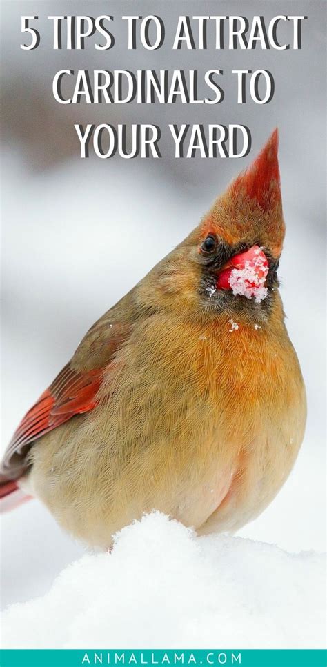 How To Attract Cardinals To Your Yard 5 Things Youll Need