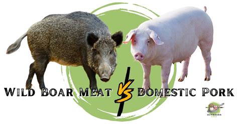 Wild Boar Meat Vs Domestic Pork Outdoorschef