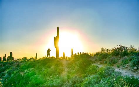 Cactus Sunset Photograph By Anthony Giammarino Fine Art America