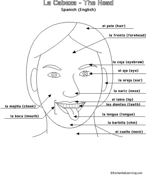 Adjectives to describe a person follow adjoining. The Body in Spanish: the Face - EnchantedLearning.com