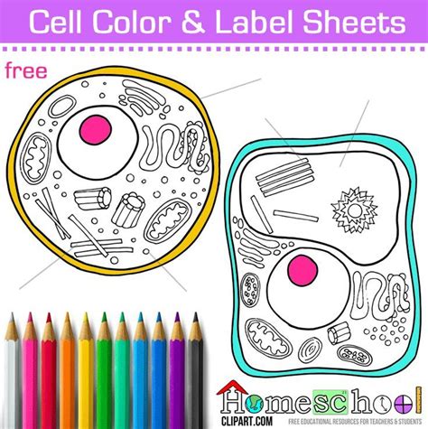 Cell Coloring Pages Plant And Animal Cells Science Cells Homeschool