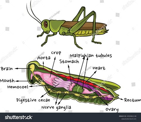 108 곤충 설명 이미지 스톡 사진 및 벡터 Shutterstock