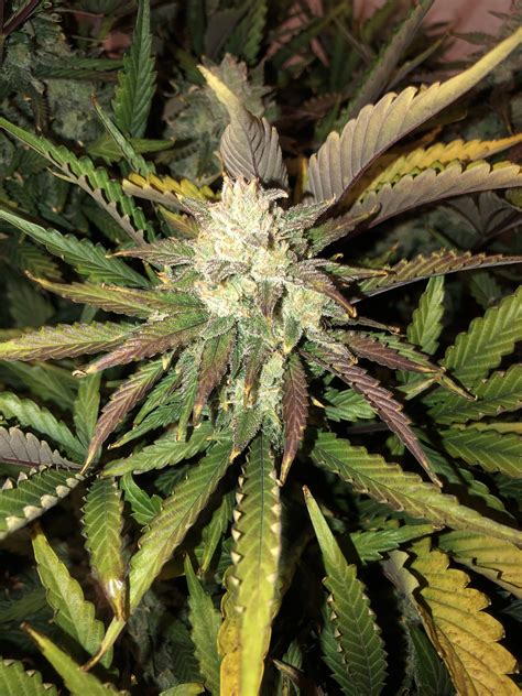 Gorilla Glue Auto Seeds Fast Buds Autoflowering Cannabis