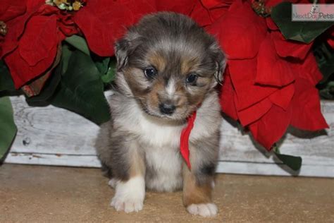 Connecting families with happy, healthy puppies. Cowboy~www.marshaspuppies.com~ | Australian shepherd ...