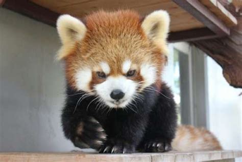 Japan Zoo Recovers Missing Red Panda After Frantic Search