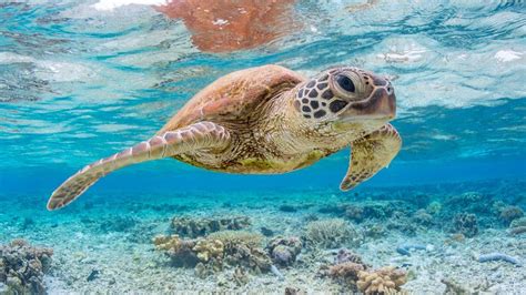 A Single Piece Of Plastic Can Kill Sea Turtles Says Study Bbc News