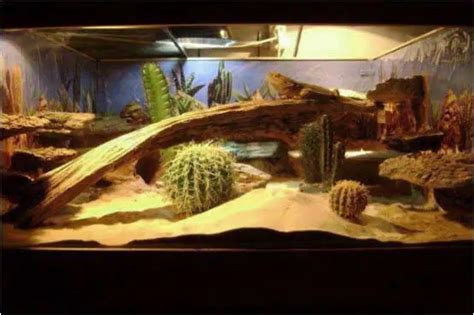 30 Diy Bearded Dragon Enclosure Ideas That Are Absolutely Stunning In