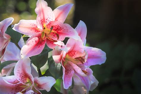 Tiger Lily Flowers Plant Free Photo On Pixabay Pixabay