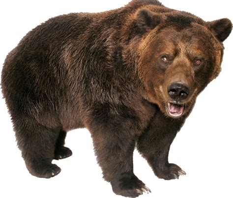 Grizzly Bear Standing Png Image Ursos Urso