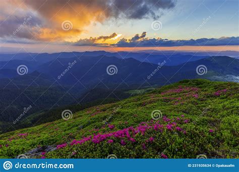 Magical Summer Dawn In The Carpathian Mountains With Blooming Red