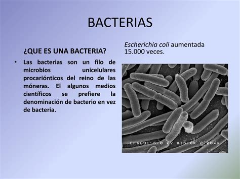 Ppt Bacterias Powerpoint Presentation Free Download Id2366159
