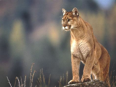 Images & pictures of animals pumas wallpaper download 93 photos. Puma