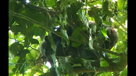 Female Chimpanzee Builds A Nest To Nap In Youtube