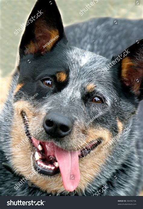 Very Happy Australian Cattle Dog Blue Stock Photo 38496736