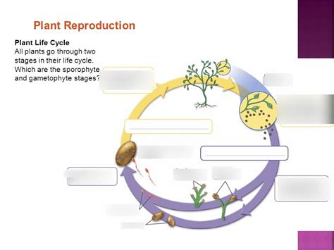Sporophyte And Gametophyte Life Cycle Diagram Quizlet