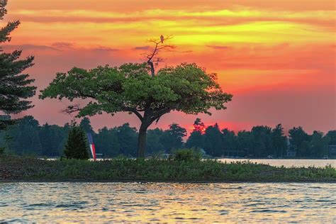 Detroit Point Bald Eagle Sunset Photograph By Ron Wiltse Fine Art America