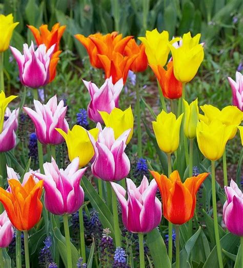 Beautiful Tulips Flowers Photo Fanpop Page