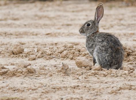 EL CONEJO Oryctolagus Cuniculus