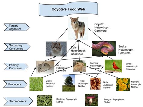 What is a food pyramid? Remix of "Coyote Food Web"