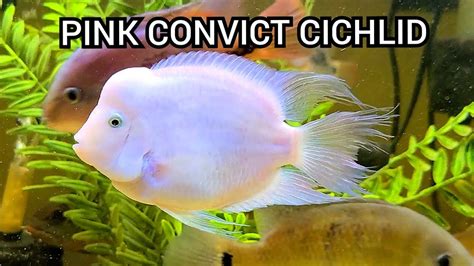 Male Pink Convict Cichlid Youtube