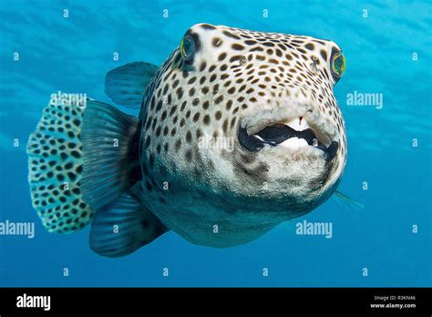 Giant Puffer Fish Stock Photo Alamy