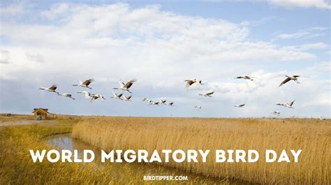 World Migratory Bird Day Like Migration This Bird Holiday Is