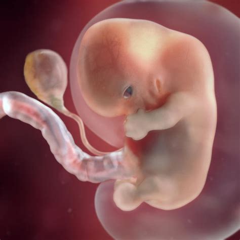 8 Weeks Pregnant Fetal Development Babycentre Uk