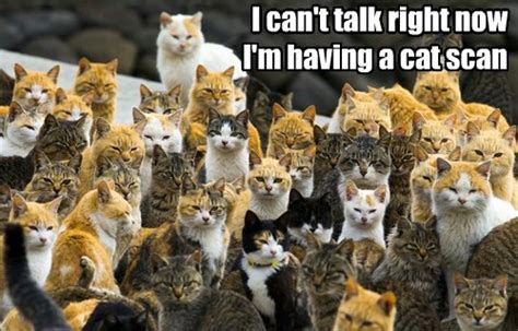 Lolcats Staring Lol At Funny Cat Memes Funny Cat Pictures With