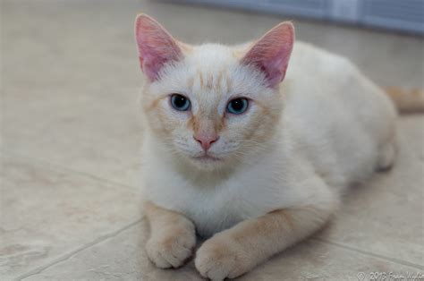 Kittens feeling sick can exhibit a number of symptoms, some of which might point to more than one thing. Do Kittens Lose Their Baby Teeth - TeethWalls