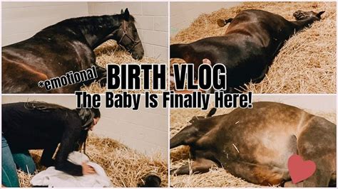 The Baby Is Finally Here ♡ Birth Vlog My Pregnant Horse Pt13