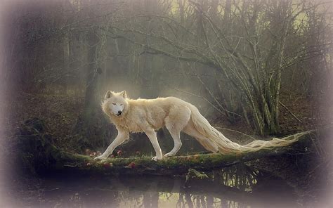 What An Ethereal Beauty Beautiful Wolves Wolf Wallpaper Wolf Pictures