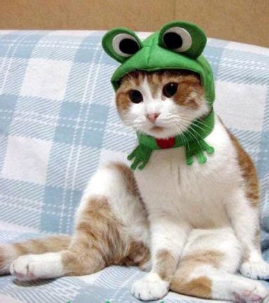 Cat Frog Costume - BigDIYIdeas.com