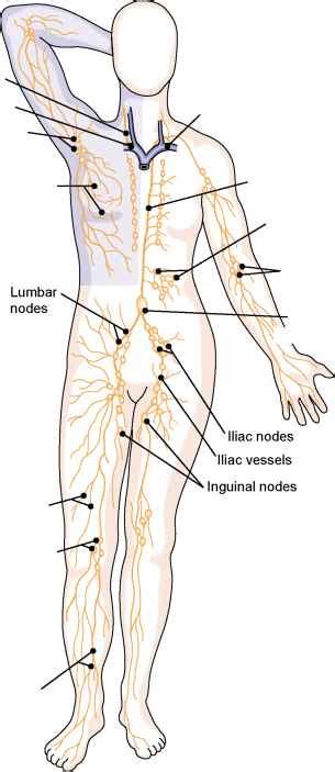 Popliteal Lymph Nodes Medical Terminology 78 Steps Health