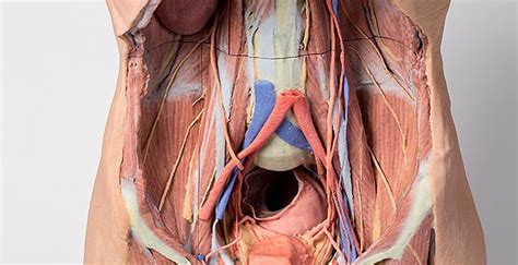A good amount of area is covered by the abdominal wall. Anatomical Model- Posterior Abdominal wall