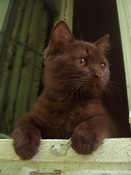 brown kitten  ulissm  deviantart