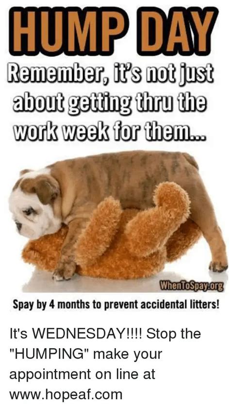 39 Amusing Hump Day Work Memes Images And Pictures Picsmine