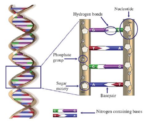 The Double Helix Structure Of Dna It Is Constructed Of Four Different