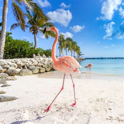 Flamingo Beach Aruba How To Get There Where To Stay