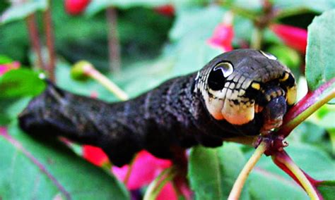 Sehr schön kann man die flügel erkennen, die schon nach wenigen minuten flug transparent werden. Die Mimikry im Tierreich (Seite 2) - Allmystery