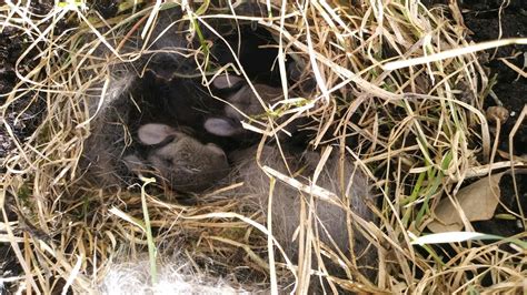 Rabbit Nests Trail Tips Youtube