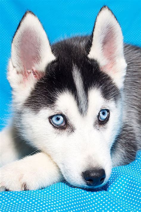 Really Cute Baby Husky Puppies With Blue Eyes The Husky Pups Of