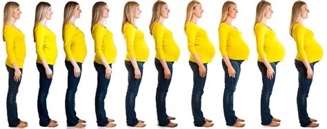 Así crecerá tu barriga mes a mes durante el embarazo - Bekia Padres