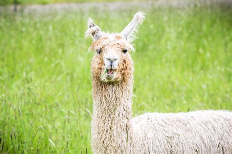 Stoned Llama In Oregon — Adam Morganstern Prints