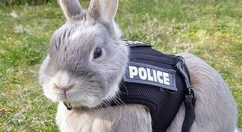 Police Rabbit Beautiful Rabbit Fluffy Bunny Bunny Care