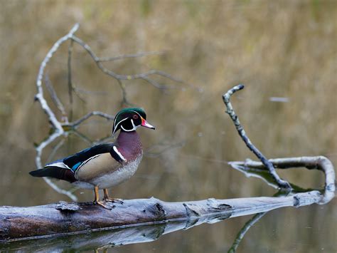 Male Wood Duck Birdforum