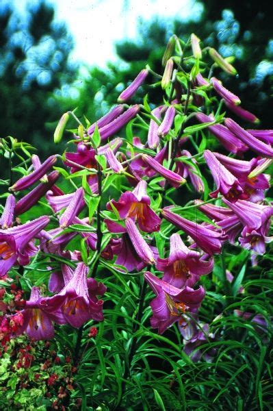 It is the host plant of the hydrangea sphinx moth. Lilium Pink Perfection | Fragrant flowers, Lilium, Rabbit ...