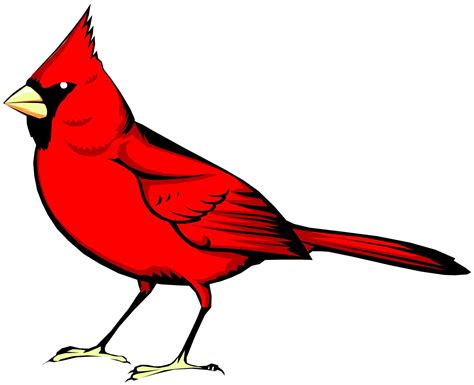 Free Cardinal Download Free Cardinal Png Images Free Cliparts On