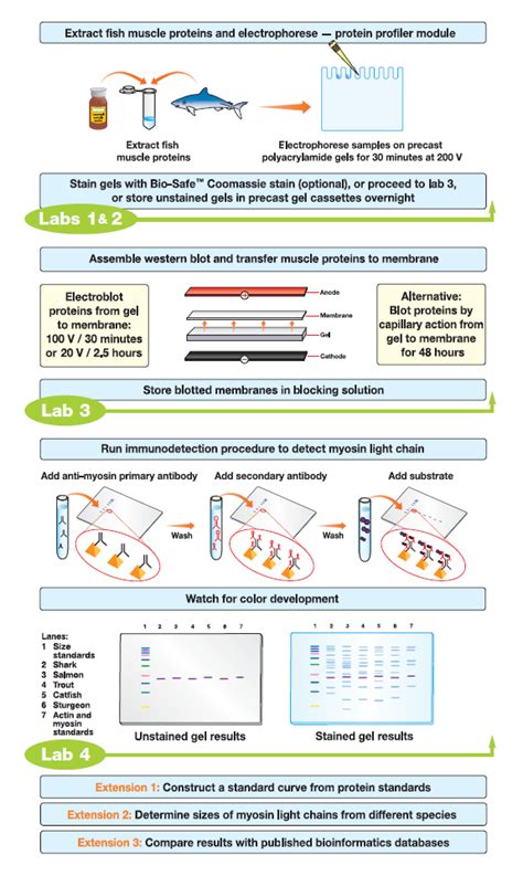 Extraktion Refrain Haken Western Blot Overview Sich Unterhalten Index