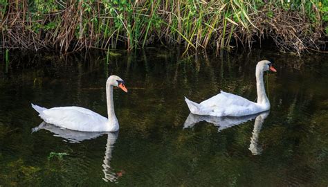 The Effects Of Air Pollution On Animals Bizfluent