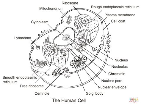 Pin On Human Biology